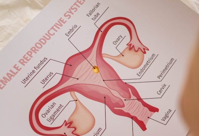 A detailed educational chart depicting the anatomy of the female reproductive system viewed from above.